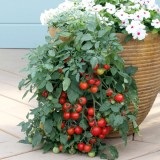 soiuri de roșii cu o fotografie și o descriere pentru balcon și un apartament dimensiunea și durata de viață (tomate) soiuri de roșii cu o fotografie și o descriere pentru balcoane si apartamente, dimensiunea si durata de viata