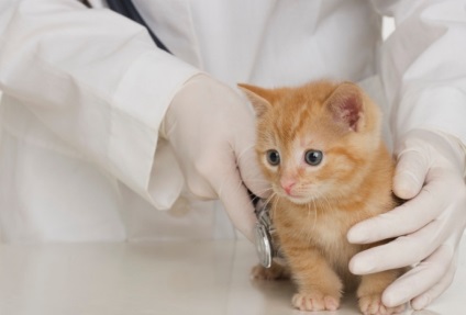 Pisoi diaree cauza si tratament (pisica) Diareea la Kitty cauze si tratament