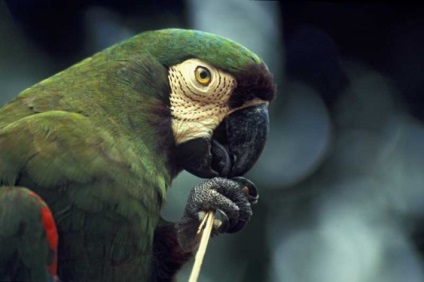 Macaw, fotografie, roșu și albastru, conținutul în casă