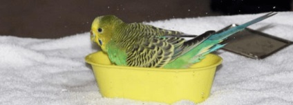 Parrot otrăvit primul ajutor și tratamentul simptomelor de intoxicație (ajutor) Parrot otrăvit primul ajutor și tratamentul simptomelor de intoxicație