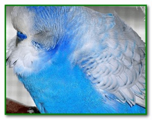 Parrot otrăvit primul ajutor și tratamentul simptomelor de otrăvire (otrăvit) Parrot otrăvit primul ajutor și tratamentul simptomelor de intoxicație