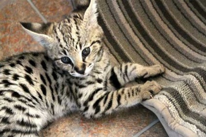 Savannah descriere pisica rasa și natura prețul, caracteristicile și avantajele (caracter) Savannah descriere pisica rasa și natura de preț, caracteristici și avantaje