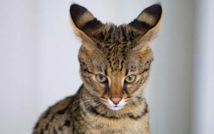Savannah descriere pisica rasa și natura prețul, caracteristicile și avantajele (caracter) Savannah descriere pisica rasa și natura de preț, caracteristici și avantaje