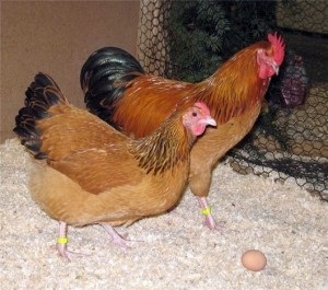 Rasa pui Foksi Chik caracterizare, descriere, fotografii și recenzii (foto) Rasa pui Foksi Chik caracterizare, descriere, fotografii și recenzii