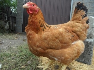 Rasa pui Foksi Chik caracterizare, descriere, fotografii și recenzii (foto) Rasa pui Foksi Chik caracterizare, descriere, fotografii și recenzii