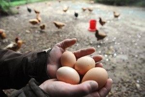 Rasa pui Foksi Chik caracterizare, descriere, fotografii și recenzii (roca) Rasa pui Foksi Chik caracterizare, descriere, fotografii și recenzii