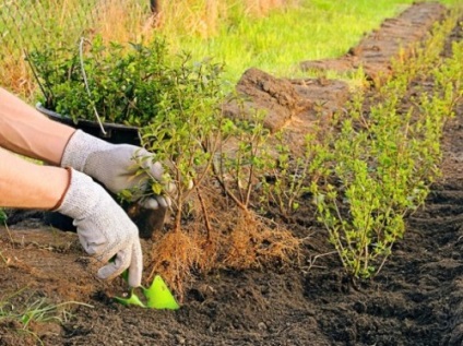 plantare barberry și îngrijire (agrișă) plantare și îngrijire agrișă