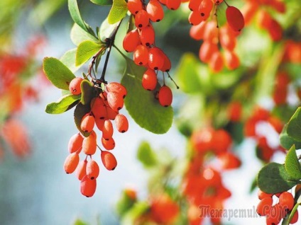 plantare barberry și îngrijire (arbust înalt) plantare și îngrijire agrișă