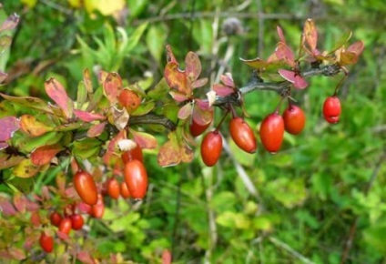 plantare barberry și îngrijire (îngrijire) plantare și îngrijire agrișă