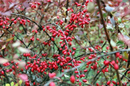 plantare barberry și îngrijire (arbust înalt) plantare și îngrijire agrișă