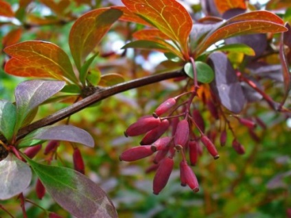 plantare barberry și îngrijire (agrișă) plantare și îngrijire agrișă