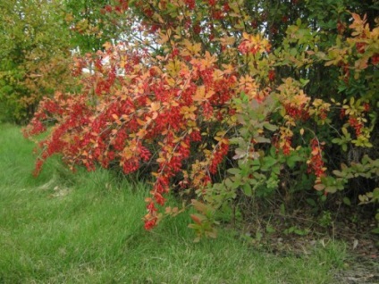 plantare barberry și îngrijire (îngrijire) plantare și îngrijire agrișă