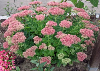 Plantarea și îngrijirea pas cu pas instrucțiunile sedum, de plantare și îngrijire decât pentru a fertiliza (plantare) Plantarea și îngrijirea pas cu pas instrucțiunile Sedum, de plantare și îngrijire decât pentru a fertiliza