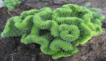 Plantarea și îngrijirea pas cu pas instrucțiunile Sedum, de plantare și îngrijire decât pentru a fertiliza ( „Appin“ producție filmat) Plantarea și îngrijirea pas cu pas instrucțiunile Sedum, de plantare și îngrijire decât pentru a fertiliza