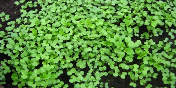 Plantarea și îngrijirea pas cu pas instrucțiunile sedum, de plantare și îngrijire decât pentru a fertiliza (plantare) Plantarea și îngrijirea pas cu pas instrucțiunile Sedum, de plantare și îngrijire decât pentru a fertiliza