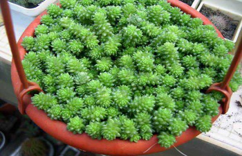 Plantarea și îngrijirea pas cu pas instrucțiunile sedum, de plantare și îngrijire decât pentru a fertiliza (ingrijire) Plantarea și îngrijirea pas cu pas instrucțiunile Sedum, de plantare și îngrijire decât pentru a fertiliza