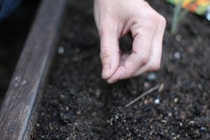 Urali termeni de plantare morcovi (morcovi formare de plantare) Plantarea morcovi în datele Urali