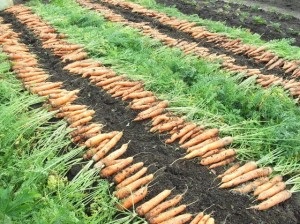 morcovi de plantare în datele Urali (plantare) Plantarea morcovi în datele Urali