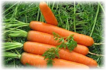 morcovi de plantare sfaturi practice, recomandări (morcov sămînță plantarea de morcovi nevoie pentru sol pat) Plantarea morcovi sfaturi practice, sfaturi
