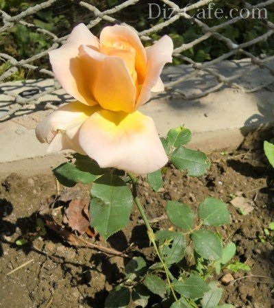 Plantarea flori în luna mai, care plante și flori potrivite pentru plantarea mai (plantare) Plantarea flori în luna mai, care plante și flori potrivite pentru plantarea mai