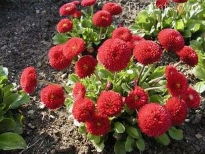 Plantarea flori în luna mai, care plante și flori potrivite pentru plantarea mai (plantă) Plantarea flori în luna mai, care plante și flori potrivite pentru plantarea mai