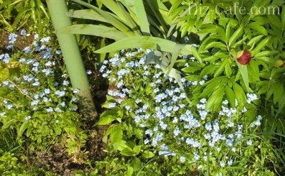 Plantarea flori în luna mai, care plante și flori potrivite pentru plantarea mai (flori) Plantarea flori în luna mai, care plante și flori potrivite pentru plantarea mai