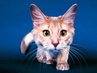 Comportamentul Cat, comportamentul personajului de pisica, psihologia pisica, câini de formare de educație, tag-ul (cat) Comportamentul Cat, comportamentul personajului de pisica, psihologia pisica, pisici de formare de educație, etichete