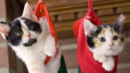 Comportamentul Cat, comportamentul personajului de pisica, psihologia pisica, câini de formare de educație, tag-ul (cat) Comportamentul Cat, comportamentul personajului de pisica, psihologia pisica, pisici de formare de educație, etichete