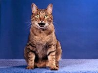 Comportamentul Cat, comportamentul personajului de pisica, psihologia pisica, câini de formare de educație, tag-ul (cat) Comportamentul Cat, comportamentul personajului de pisica, psihologia pisica, pisici de formare de educație, etichete