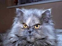 Comportamentul Cat, comportamentul personajului de pisica, psihologia pisica, câini de formare de educație, tag-ul (cat) Comportamentul Cat, comportamentul personajului de pisica, psihologia pisica, pisici de formare de educație, etichete