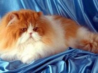 Comportamentul Cat, comportamentul personajului de pisica, psihologia pisica, câini de formare de educație, tag-ul (cat) Comportamentul Cat, comportamentul personajului de pisica, psihologia pisica, pisici de formare de educație, etichete