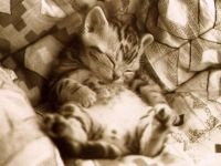 Comportamentul Cat, comportamentul personajului de pisica, psihologia pisica, câini de formare de educație, tag-ul (cat) Comportamentul Cat, comportamentul personajului de pisica, psihologia pisica, pisici de formare de educație, etichete