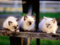 Comportamentul Cat, comportamentul personajului de pisica, psihologia pisica, câini de formare de educație, tag-ul (cat) Comportamentul Cat, comportamentul personajului de pisica, psihologia pisica, pisici de formare de educație, etichete