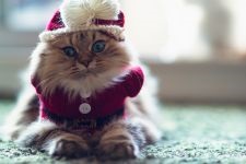 Comportamentul Cat, comportamentul personajului de pisica, psihologia pisica, câini de formare de educație, tag-ul (cat) Comportamentul Cat, comportamentul personajului de pisica, psihologia pisica, pisici de formare de educație, etichete