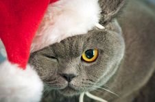 Comportamentul Cat, comportamentul personajului de pisica, psihologia pisica, câini de formare de educație, tag-ul (cat) Comportamentul Cat, comportamentul personajului de pisica, psihologia pisica, pisici de formare de educație, etichete