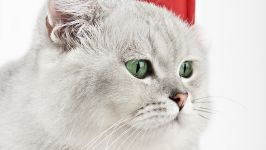 Comportamentul Cat, comportamentul personajului de pisica, psihologia pisica, câini de formare de educație, tag-ul (cat) Comportamentul Cat, comportamentul personajului de pisica, psihologia pisica, pisici de formare de educație, etichete