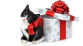 Comportamentul Cat, comportamentul personajului de pisica, psihologia pisica, câini de formare de educație, tag-ul (cat) Comportamentul Cat, comportamentul personajului de pisica, psihologia pisica, pisici de formare de educație, etichete