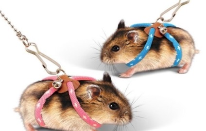 Zgarda pentru harnașament hamster și guler - descrie și compară (lesa) Zgarda pentru harnașament hamster și guler - descrierea și compararea