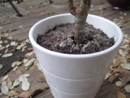 Nu a fost mucegai în oală de flori în jos cu panică! (Flori) Nu a fost mucegai în oală de flori în jos cu panică!