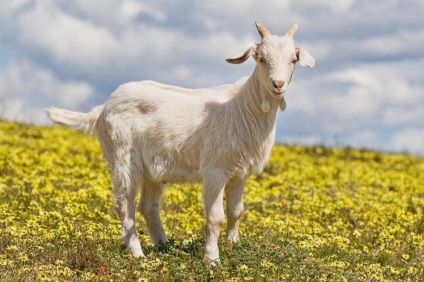 Instrucțiunile de droguri timpanol pentru utilizare pentru animale (bovine) Instrucțiunile de utilizare de droguri timpanol pentru animale