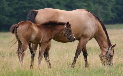instrucțiune timpanol Pregătirea animalului (utilizator) Instrucțiunile de utilizare de droguri timpanol pentru animale