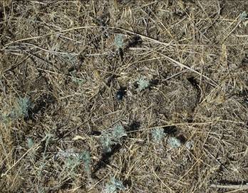 Apendicele 2 (Natura vindecă rănile) apendicele 2