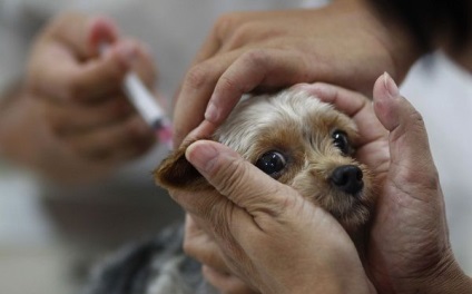Inocularea împotriva căpușelor pentru câini caracteristici de vaccinare (căpușe) Inocularea împotriva căpușelor pentru câini caracteristici de vaccinare