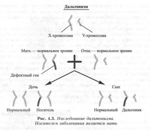 Trăsăturile, legata de sex (semne) Semne de sex-linked