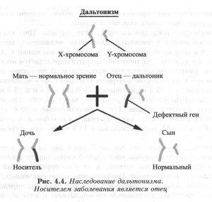 Trăsăturile, legată de sex (culoare orbire Moștenire Purtătorul) Semne de sex-linked