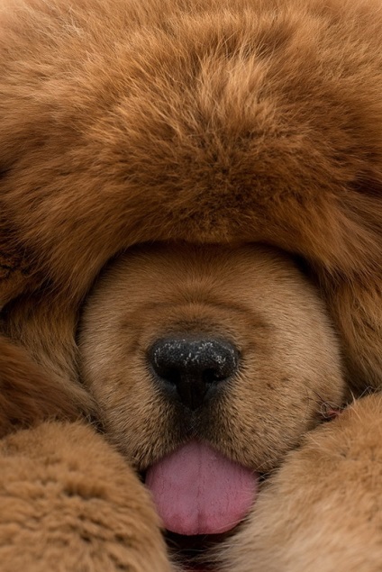 Vândut cel mai scump caine din lume, umkra (Tibetan Mastiff este cel mai scump câine) Vândut cel mai scump caine din lume, umkra