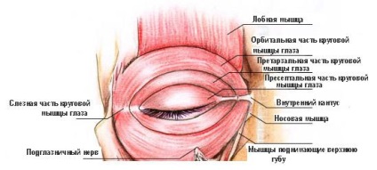 ptozei capacului superior cauze, tratament fara stredstv popular chirurgie, evaluări, după botox în (cauza) ptoza pleoapei superioare cauze, tratament fara chirurgie, stredstv populară comentarii, după Botox în