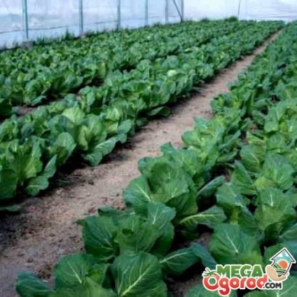 soiuri timpurii varză și caracteristici de cultivare (grad) soiuri de varză timpurie și caracteristici de cultivare