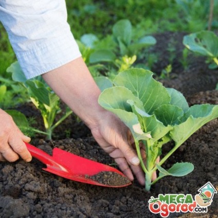 soiuri timpurii varză și caracteristici de cultivare (grad) soiuri de varză timpurie și caracteristici de cultivare