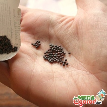 soiuri timpurii varză și caracteristici de cultivare (varză) soiuri de varză timpurie și caracteristici de cultivare